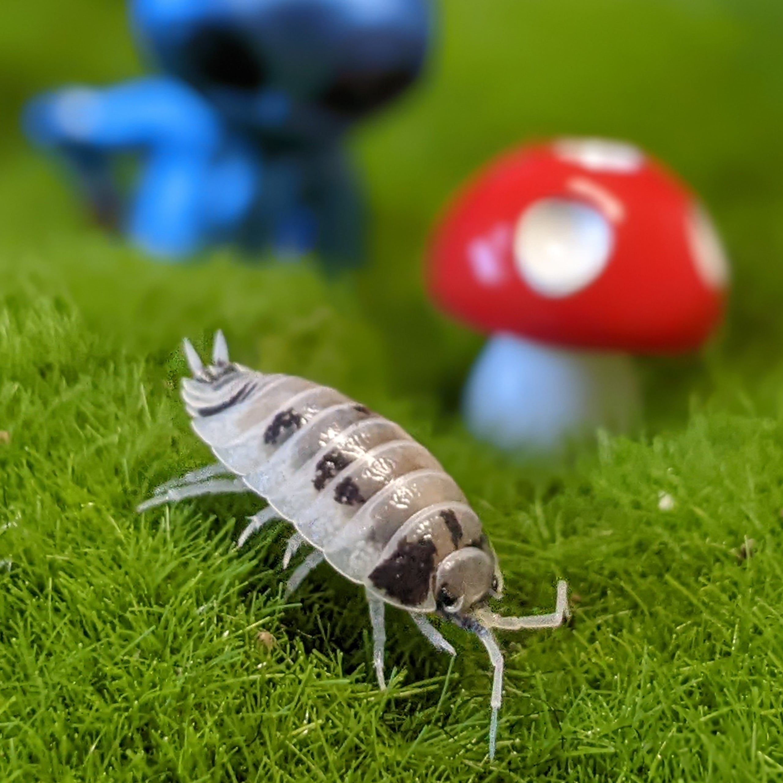 Isopods | The Bugg Plug